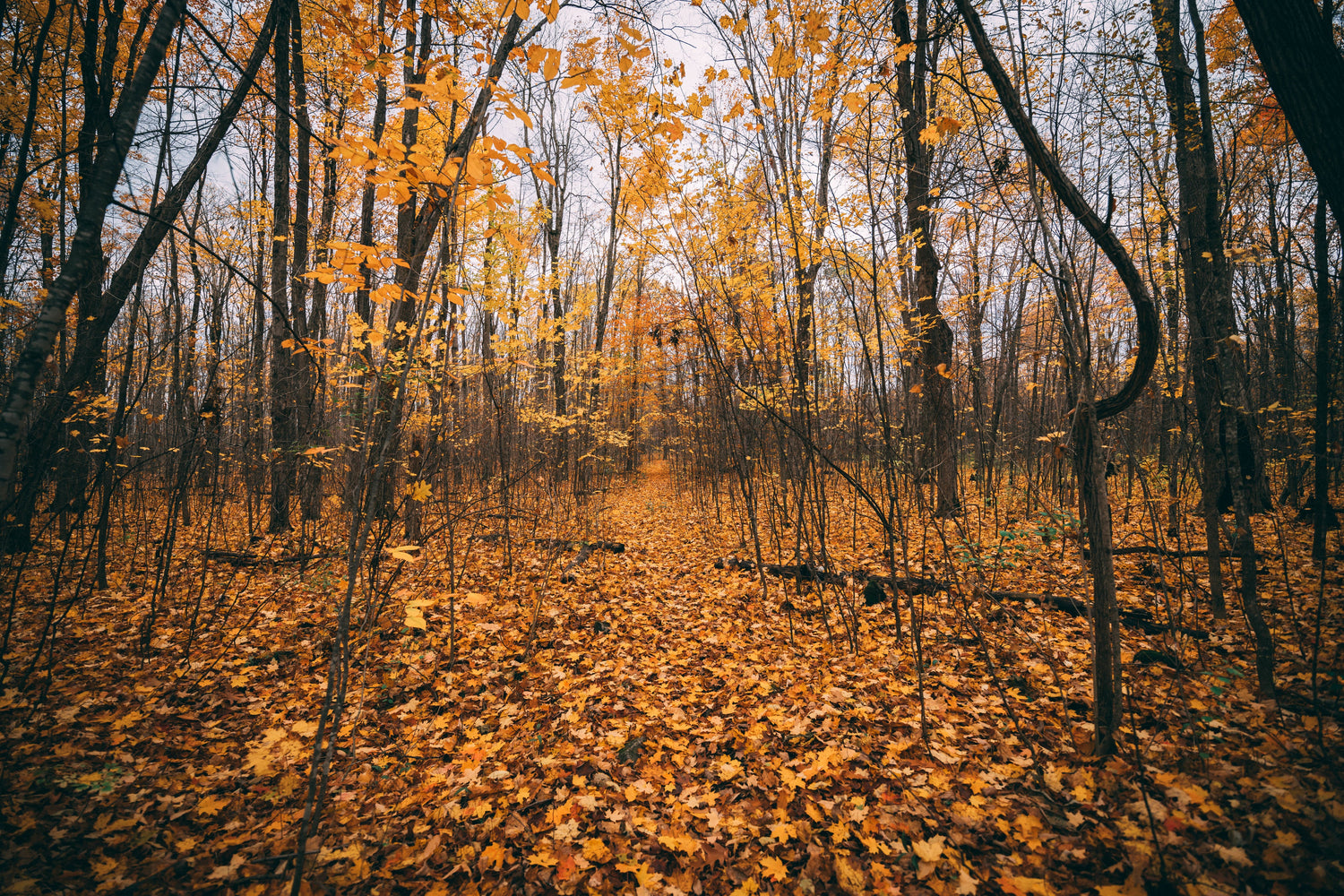 Fall Collection